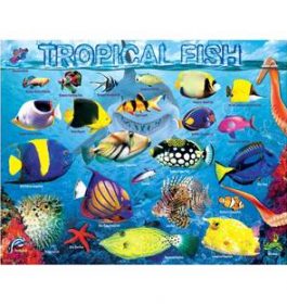 Tropical Fish –...